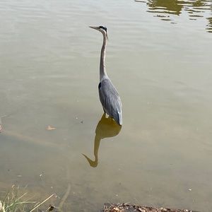 Meet your Posher, Austin